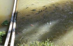 DA Family Mini Garden