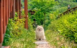 Gapyeong Swimteo Pet Pension