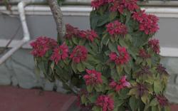 NIVI Homestay Ooty by LexStays