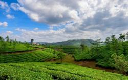Green and Green 