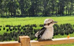 Kookaburra Haven
