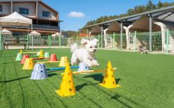 Gangneung NineOne Pet Pension