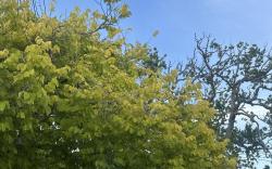 Lush tree （sorry not available)