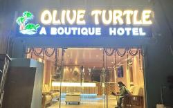 Olive turtle