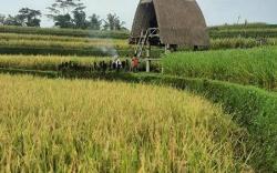 Swaha Retreat & Eco Park Ubud