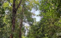 Vanashree Homestay galmudi
