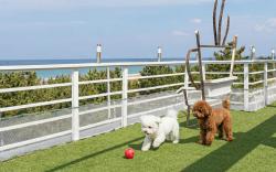 Yangyang Bono Pet-friendly Pension