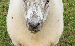 Ewe-escape at Roobies Farm