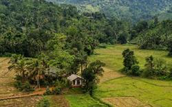 Forest & Fields - Sinharaja