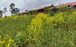 Mysticstays resort