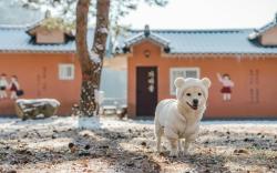 Gapyeong Iris Pension