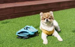 Namhae Elsia Pet Pool Villa Pension