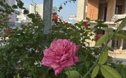Vũ Bình homestay