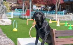 Gapeong Eoneunal Spa Pet Pension