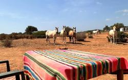 Michas caravan for 2 See the herd of horses from your bed
