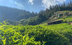 Wild and Free Farm Stay
