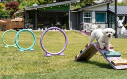 Hongcheon Lucky Dog Pension