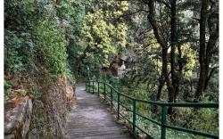 The Butterfly Room at Firs Estate, Landour.