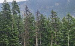 Whistling Wood by Jai Maa Jwala Groups