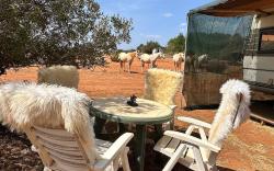Pauls caravan for 4 - See the horses from your bed