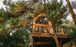 Fern House