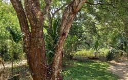 Silent Peacock Villa And Peacock Cafe