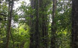 Pondok Tio