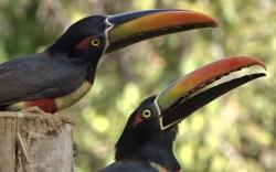 La Comarca River Glamping Dome near Manuel Antonio