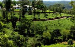 Parisons Plantation Experiences Bungalow