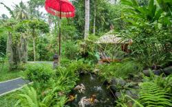 White Lotus Oasis