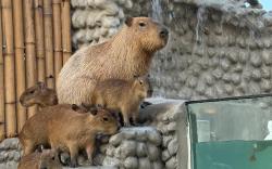 Capybara Zen Resort & Spa
