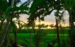 Lasan Mas Guest House Bali