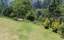 White Fern, Jungle View Stay