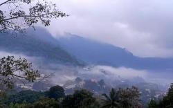 Camelliana Horizon Pongyang