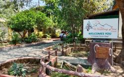 The Whistling Pine Woods 