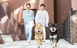 Izu-Kogen Wan Wan Paradise Hotel & Cottage