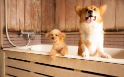 Izumigo Takayama Dog Paradise Hotel
