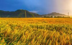 Golden Fields apartment