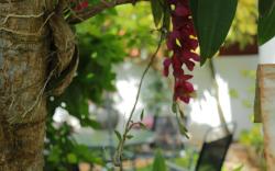 Suramya Villa - Luxurious Apartment In Galle