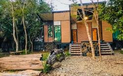 Licuala Chanthaburi - Licula Chanthaburi (B1)