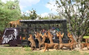 泰國-曼谷賽福瑞野生動物園門票&網卡組| 指定方案限量加贈Uber優惠