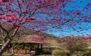 台中-八仙山國家森林遊樂區門票全票| 平假日均可使用