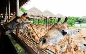 泰國-曼谷塞福瑞野生動物園Safari World | 專屬包車一日遊