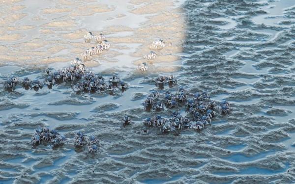 Xiangshan Wetland Crab Watching Trail