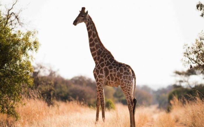 Mziki Safari Lodge