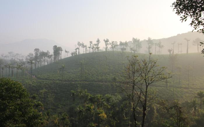 Green Garden Home Stay Wayanad