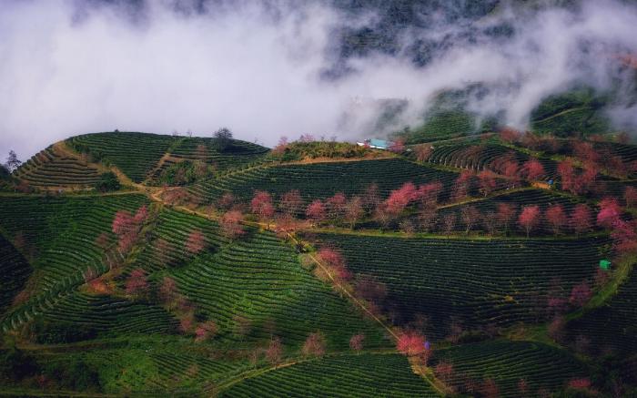 Sapa Dao Homestay