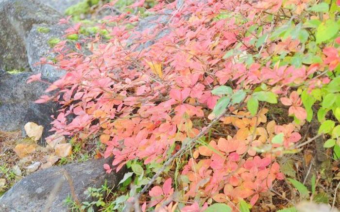 Inn of Four Seasons Subaru