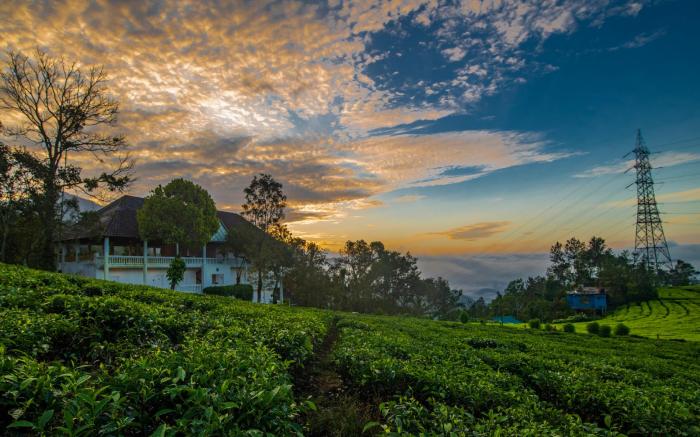 Tea Harvester