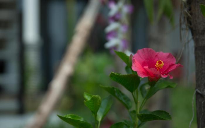 Dream Butterfly Garden Boutique Villa